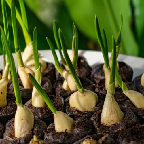 A-shot-of-sprouts-developing-from-individual-allium-cloves
