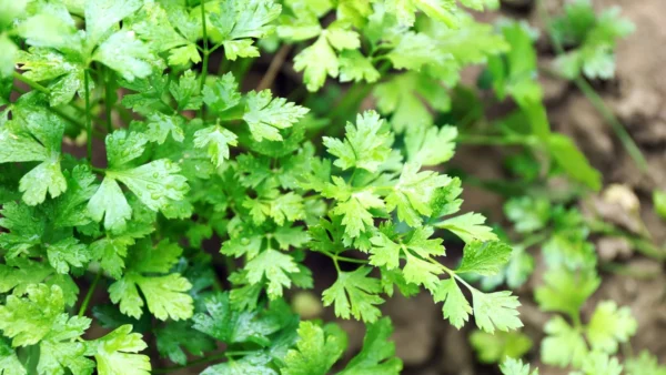 Parsley-growing-in-garden