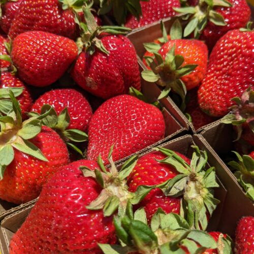 SCP-Farm-Strawberries