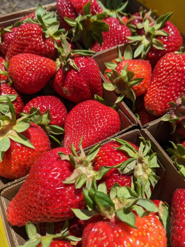 SCP-Farm-Strawberries