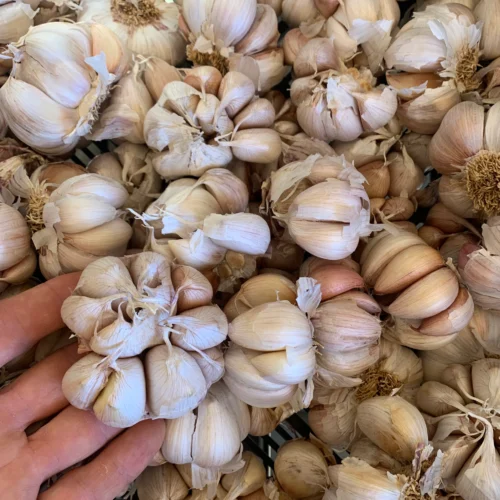 Seed_Garlic