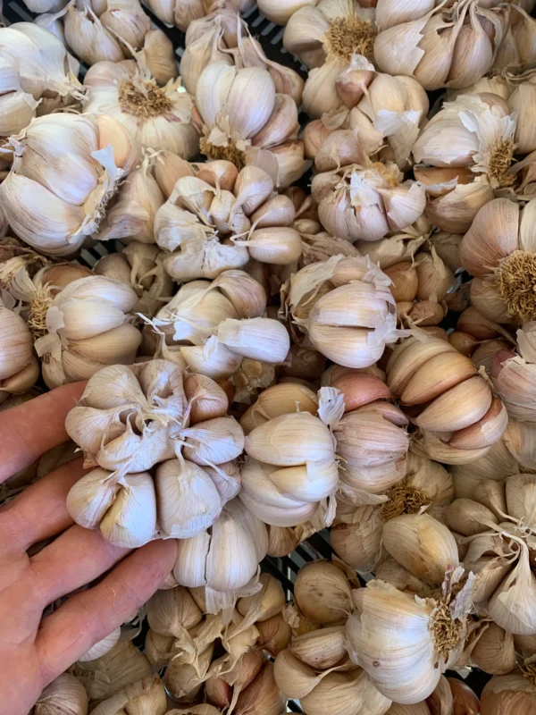 Seed_Garlic