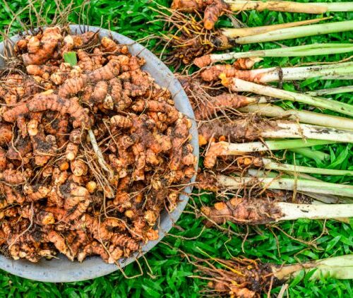 careful-harvesting-of-turmeric-roots